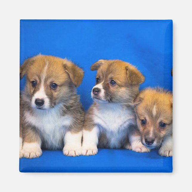 Corgi Puppies Magnet (Framsidan)