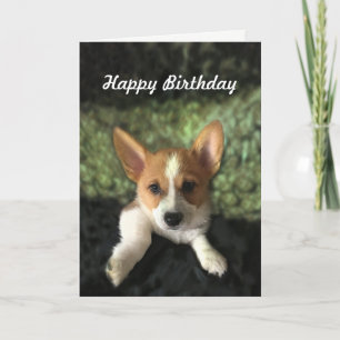 Corgi Puppy Grattis på födelsedagen Kort