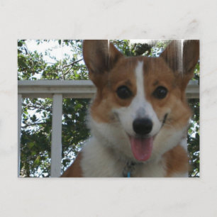 Corgi Puppy Hund vykort