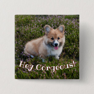 Corgi Puppy Pun Knapp