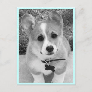 Corgi Puppy Vykort