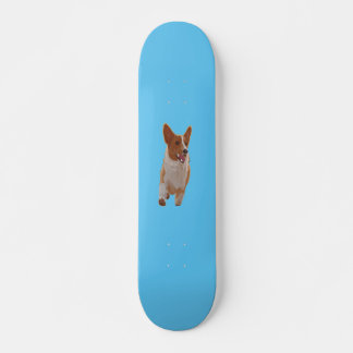 corgi skateboard