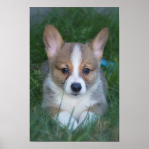 Corgi valp poster