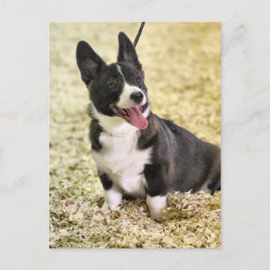 Corgi Vykort