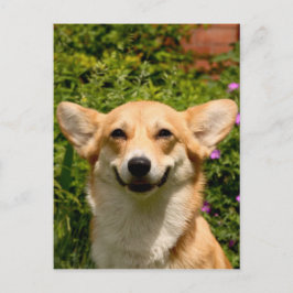 Corgi vykort