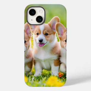 Corgies leker i gräset
