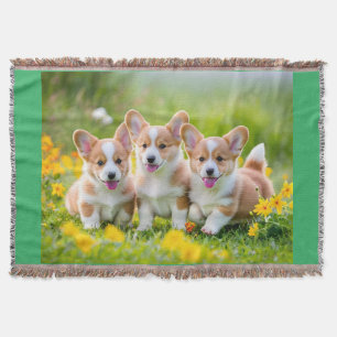 Corgies leker i gräset filt