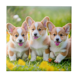 Corgies leker i gräset kakelplatta