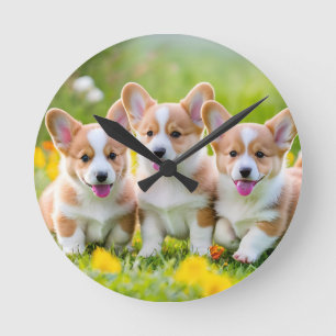 Corgies leker i gräset rund klocka