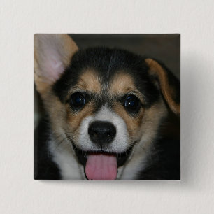 Corgihunden kvadrerar klämmer fast knapp