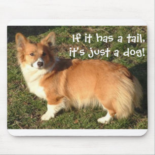 Corgimusen vadderar musmatta