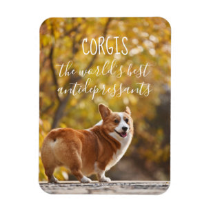 Corgis världens bäst lyckodroger magnet