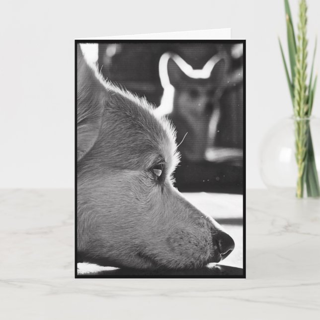 Corgisaknad dig kort (Framsida)