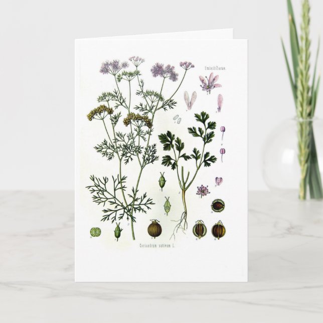 Coriander Kort (Framsida)