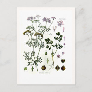 Coriander Vykort