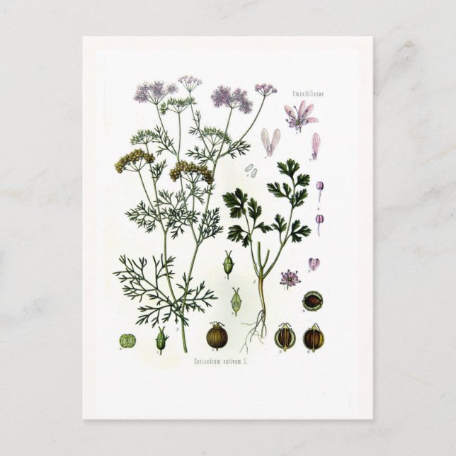 Coriander Vykort (Framsida)