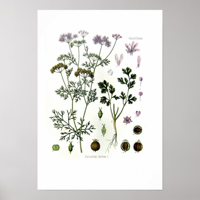 Coriandrum sativum poster (Framsidan)