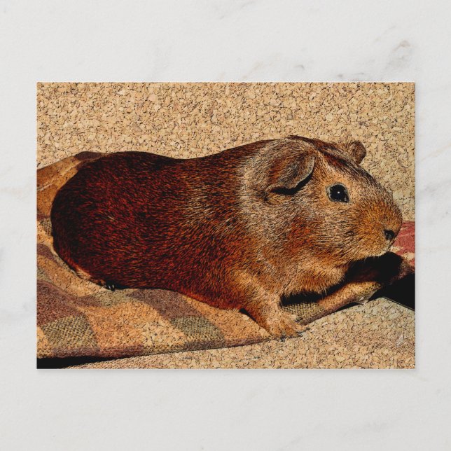 Corkboard Titta Guinea Gris Vykort (Framsida)