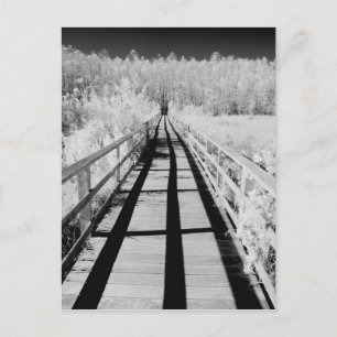 Corkskruv Swamp Sanctuary boardpromenad, Florida. Vykort