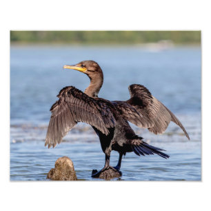 Cormorant i Dubbla på Sjö Chamlie Fototryck