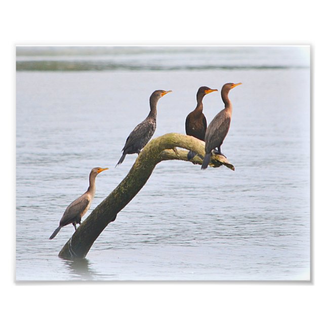 Cormorant Photo Print Fototryck (Framsidan)