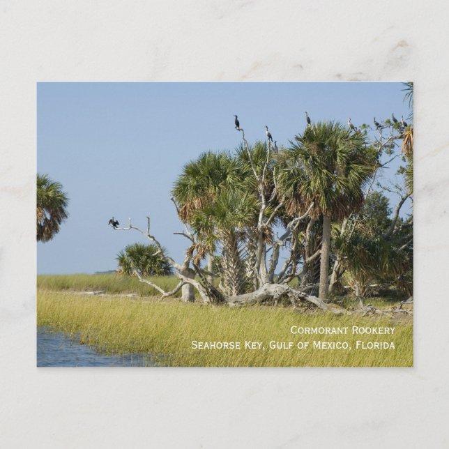 Cormorant Rookery Postcard Vykort (Framsida)