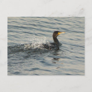 Cormorant Swimming Vykort