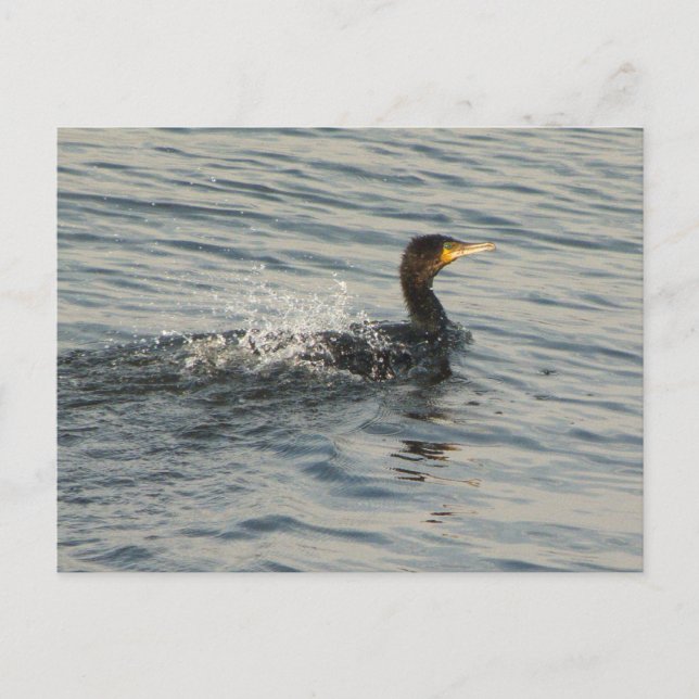 Cormorant Swimming Vykort (Framsida)