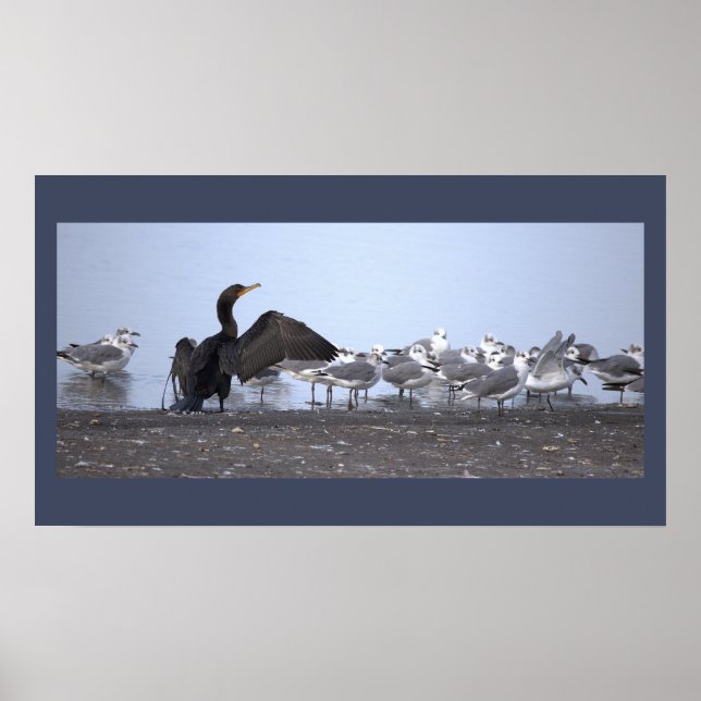 Cormorant with Seagulls Poster (Framsidan)