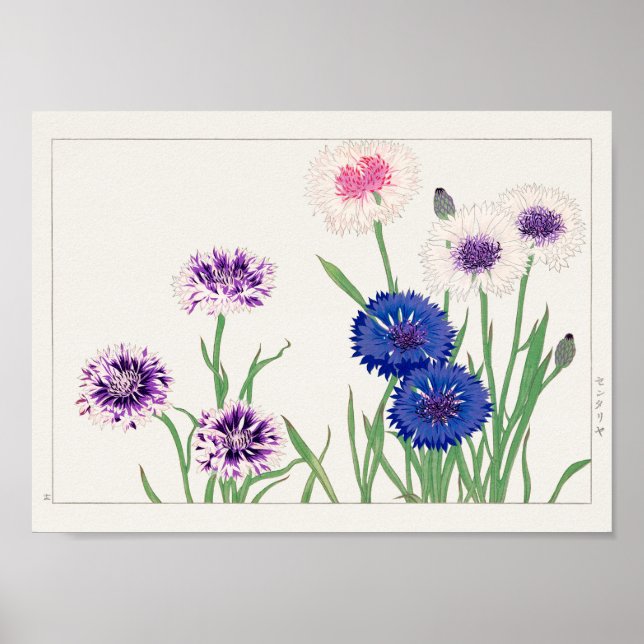 Cornblomma av Tanigami Konan Poster (Framsidan)