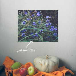 Cornblomma fält poster