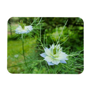 Cornblomma Magnet
