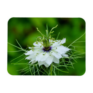Cornblomma Magnet