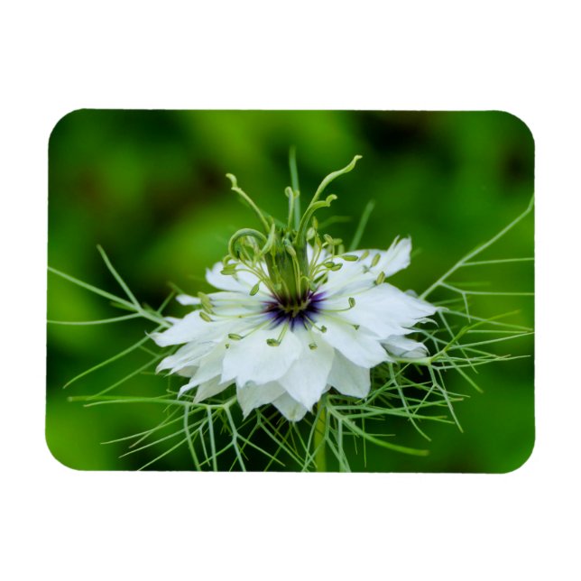 Cornblomma Magnet (Horisontell)