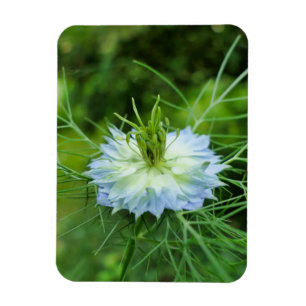 Cornblomma Magnet