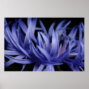 Cornblomma Poster