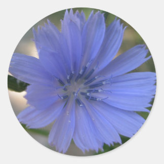 Cornblomma Sticker Runt Klistermärke