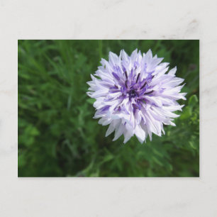 Cornblomma Vykort