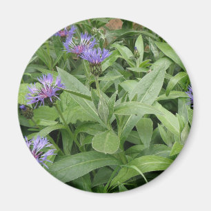 Cornblommor Magnet