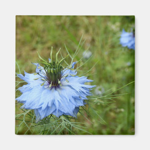Cornblommor Magnet