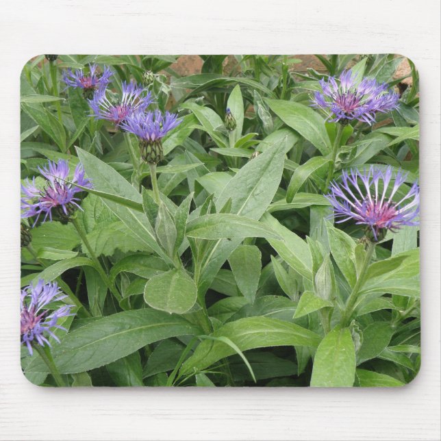 Cornblommor Mousepad Musmatta (Framsidan)
