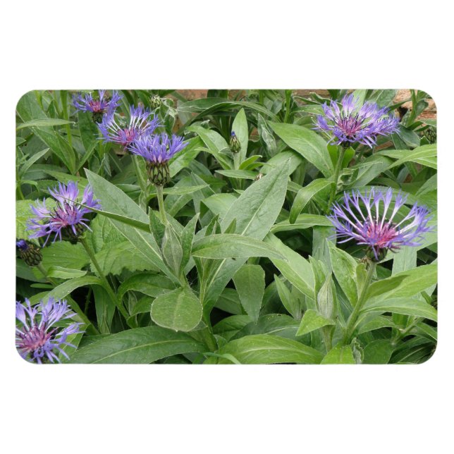 Cornblommor Premium Magnet (Horisontell)