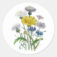 Cornblommor