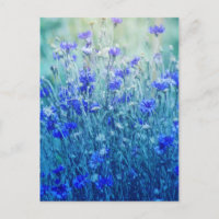 Cornblommor