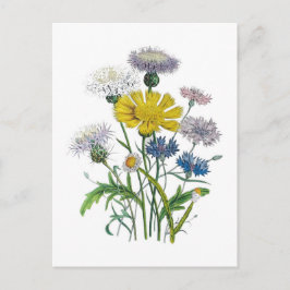 Cornblommor Vykort