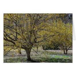 Cornelian Cherry Dogwood och Glory i Snö Hälsningskort