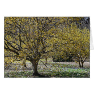 Cornelian Cherry Dogwood och Glory i Snö Hälsningskort