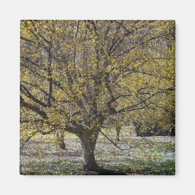 Cornelian Cherry Dogwood och Glory i Snö Magnet (Framsidan)