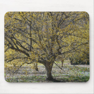 Cornelian Cherry Dogwood och Glory i Snö Musmatta