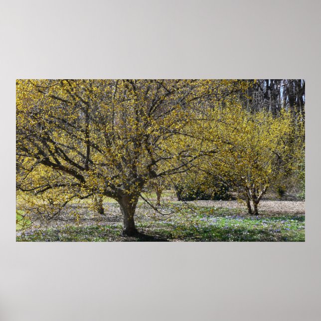 Cornelian Cherry Dogwood och Glory i Snö Poster (Framsidan)
